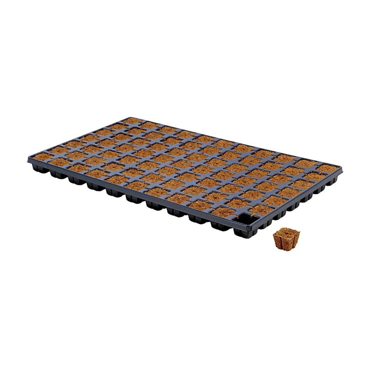 Eazy Plug tray da 77 cubi di substrato 35x35x30 mm - Gro.w.LaB