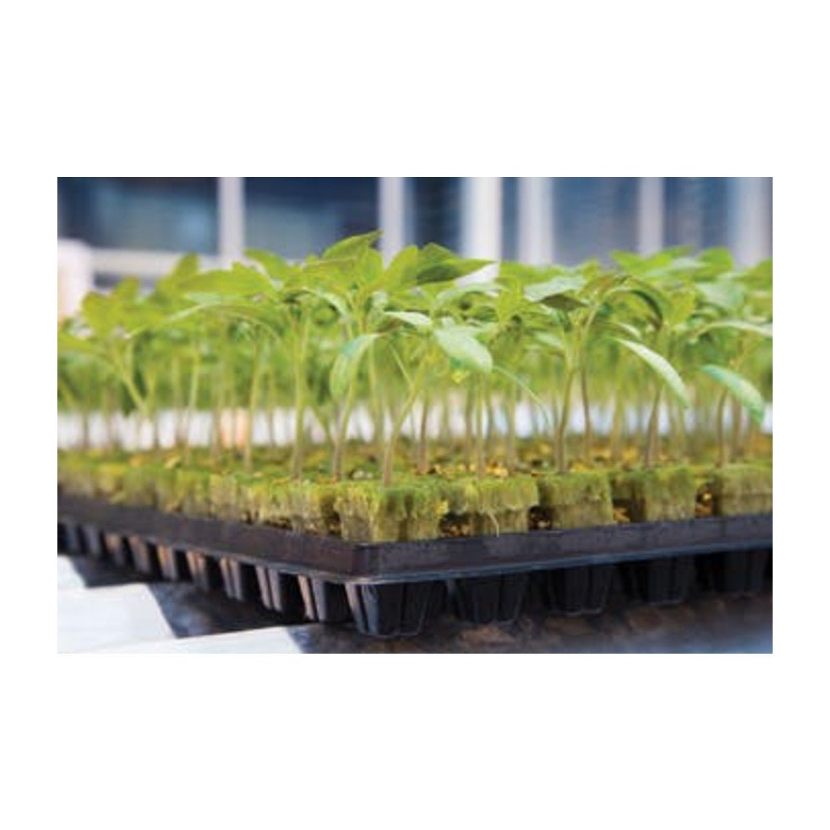 Grodan Stecktrays in lana di roccia – 150 pz. per tray - Gro.w.LaB